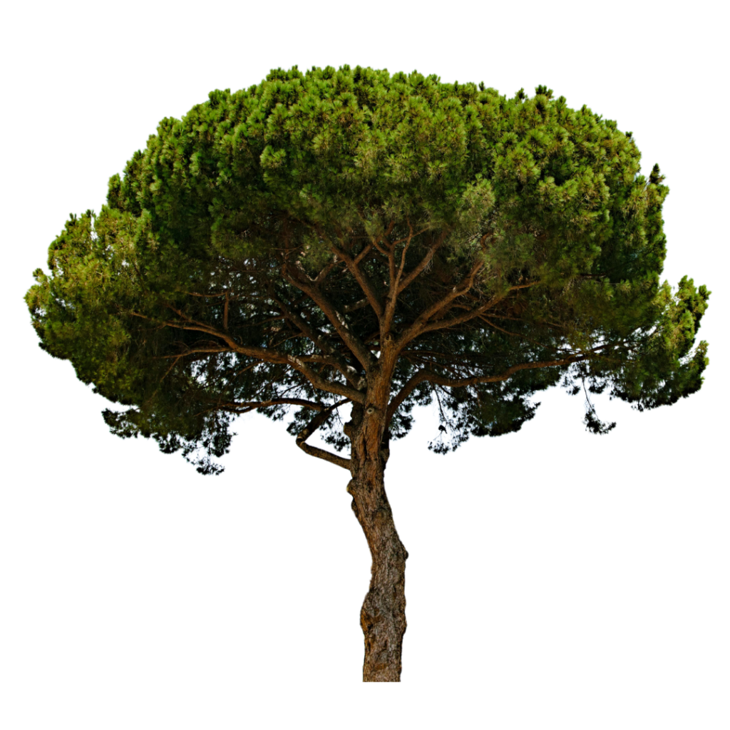 A Tree